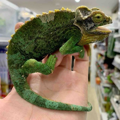 FullSizeRender