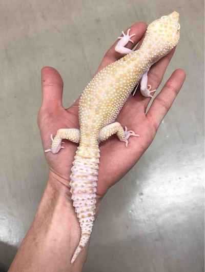 FullSizeRender