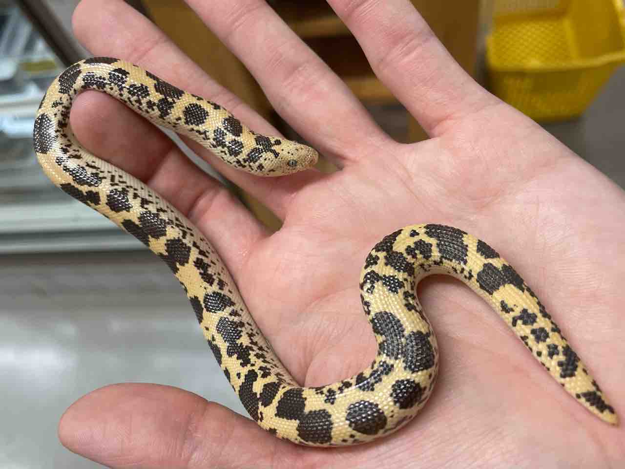 2階新入荷 ヘビ、トカゲ、カメ : 爬虫類倶楽部