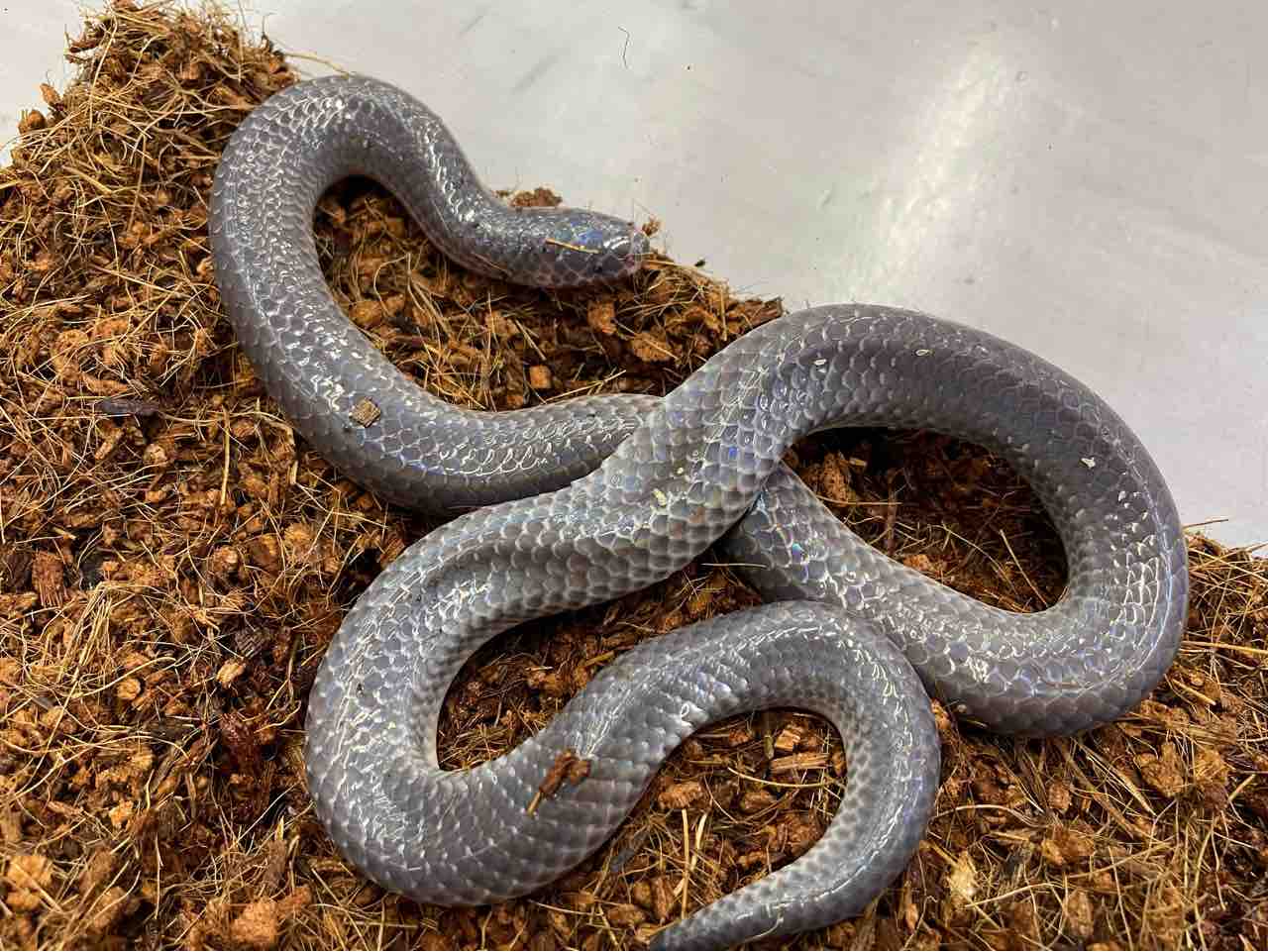 今週の2階新入荷 ヘビ、トカゲ : 爬虫類倶楽部