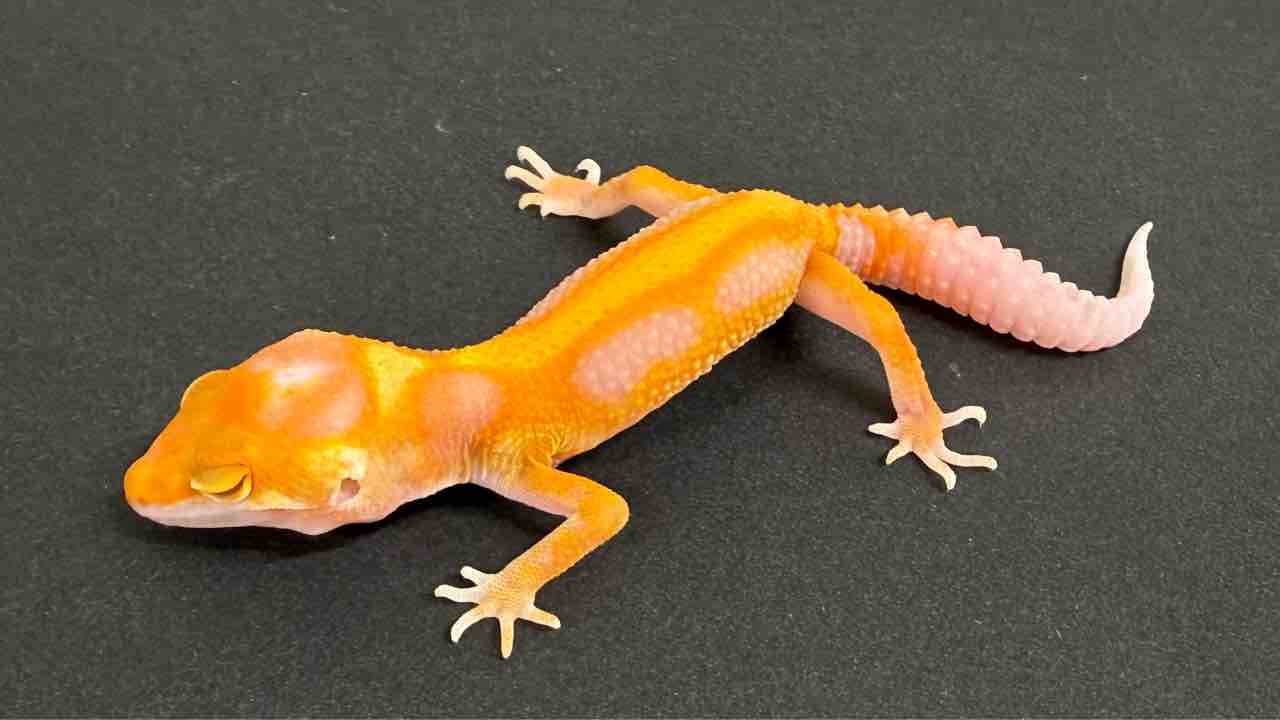 リブシェ・パレチコバー ねずみのレオポルド Amazon.co.jp: ねずみのレオポルド : リブシェ・パレチコバー
