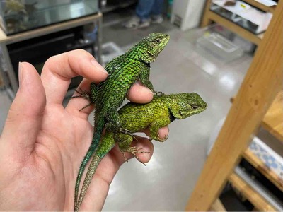 FullSizeRender
