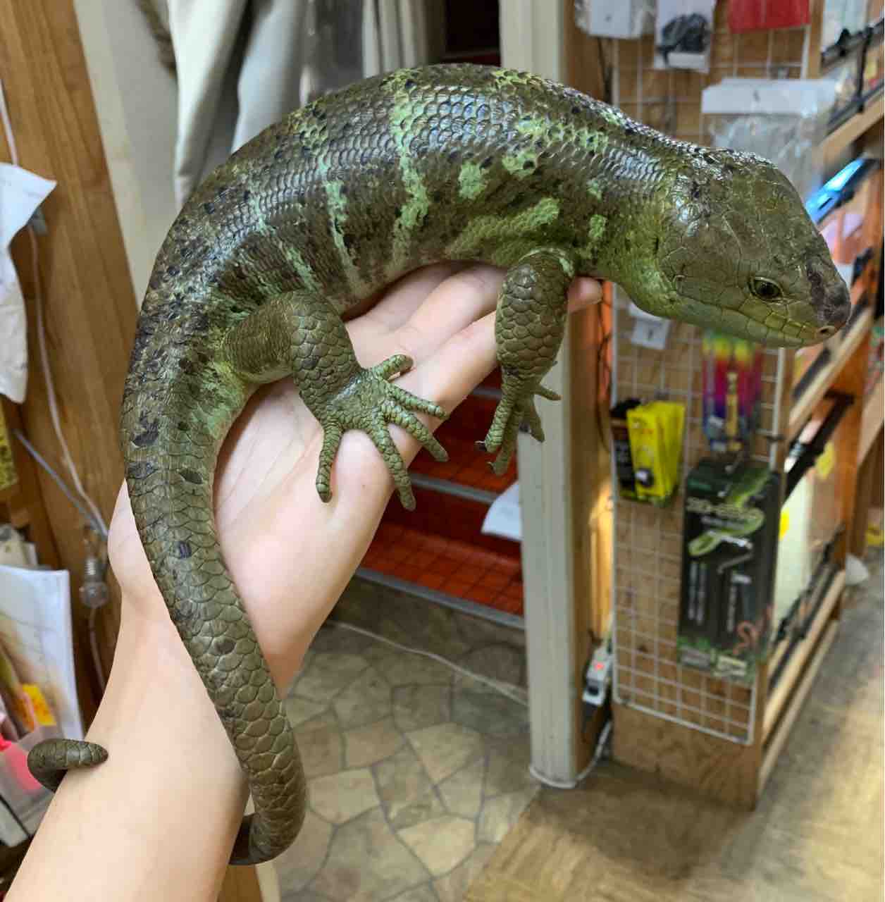 オマキトカゲ入荷 その他ヤモリ 爬虫類倶楽部 オマキトカゲ入荷 その他ヤモリ 爬虫類倶楽部
