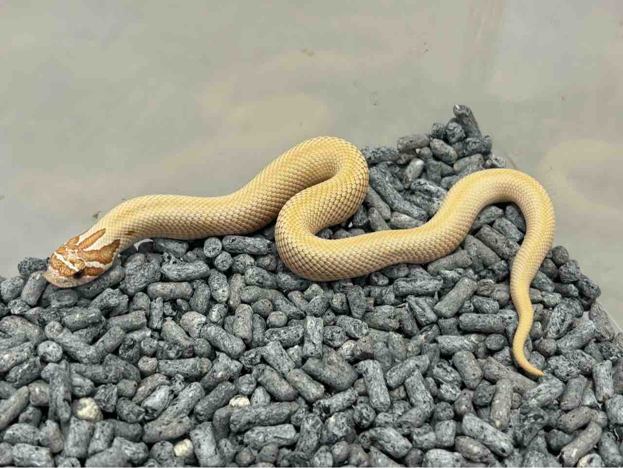 3階ヘビ新入荷 : 爬虫類倶楽部