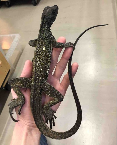 FullSizeRender
