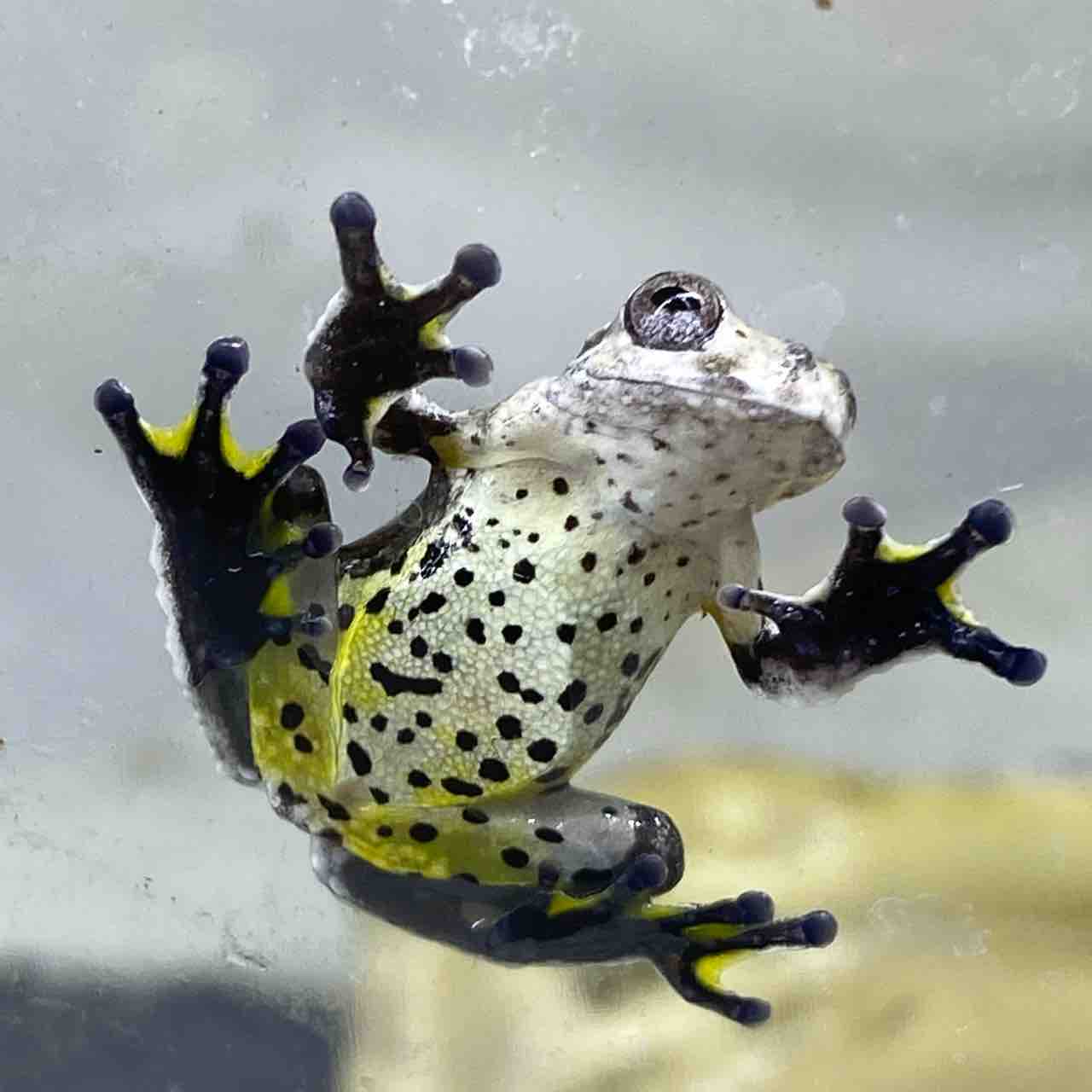 水タンクアクセサリー 角質のカエルの亀のダブルルームのヴィラ浴槽透明パティオ池水族館バスキングプラットフォームの装飾爬虫類両生類の生息地ケージ 水槽のクリーニング用品 Color White 新しい