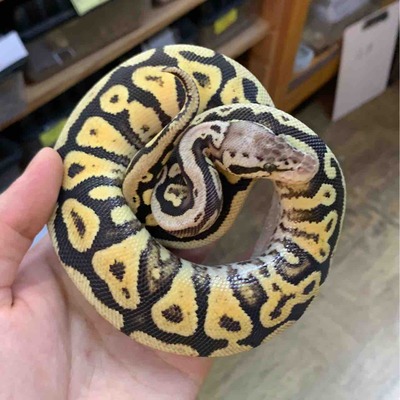 FullSizeRender