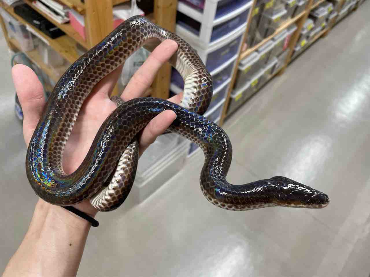 2階新入荷 ヘビ、トカゲ、カメ : 爬虫類倶楽部