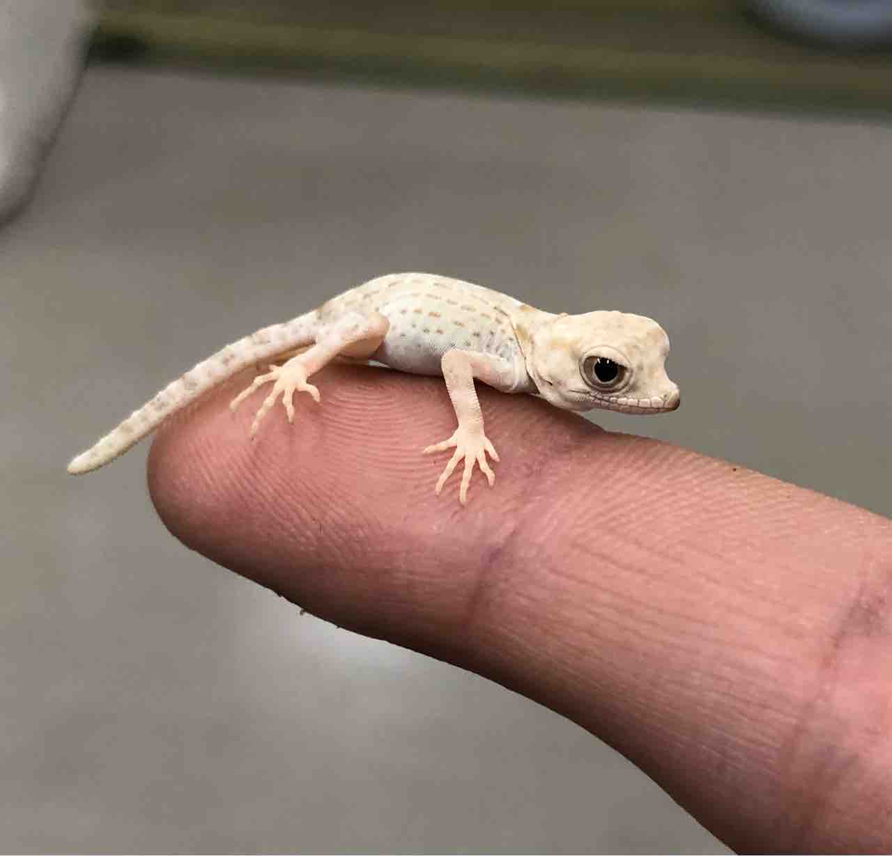 ３ｆ新入荷 トゲオヤモリ メキブラから奇天烈なアイツまでいろいろ来てます 爬虫類倶楽部