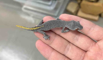 FullSizeRender