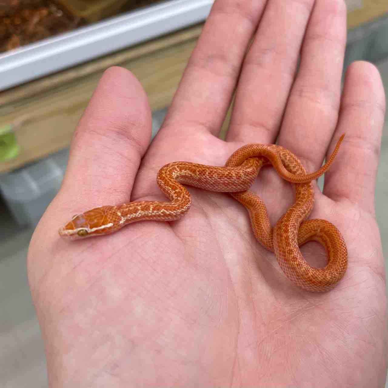 2階新入荷 ヘビ、ヤモリ : 爬虫類倶楽部