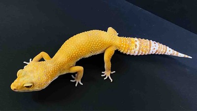 FullSizeRender