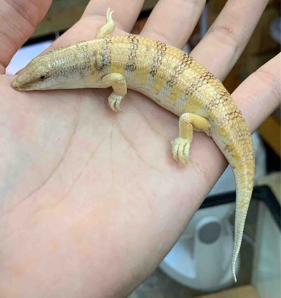 FullSizeRender