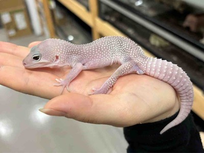 FullSizeRender