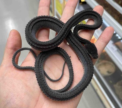 FullSizeRender