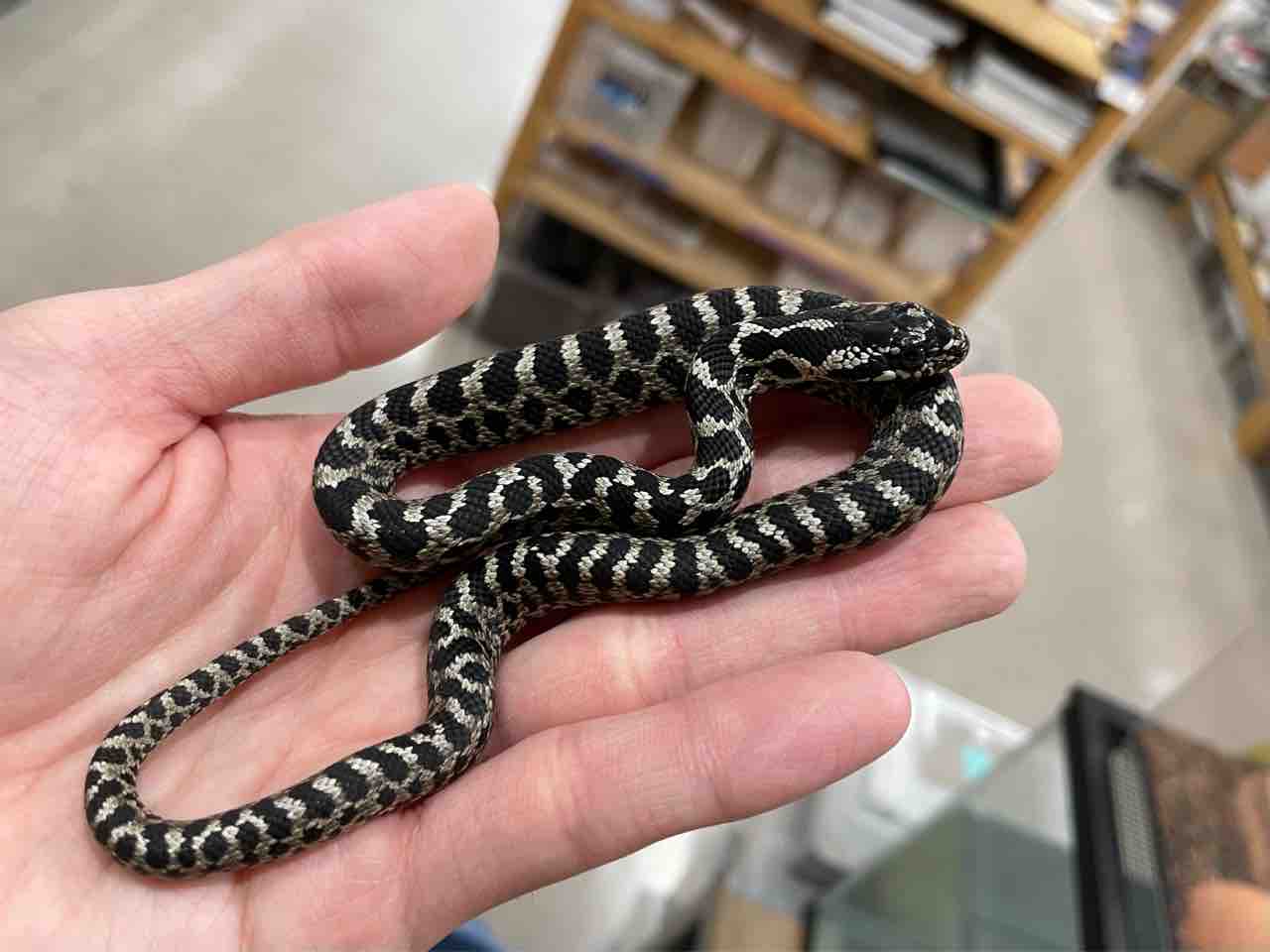 しまへび シマヘビ – WEB両爬図鑑