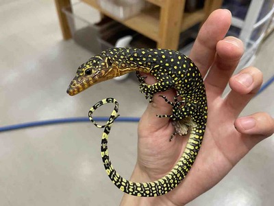 FullSizeRender