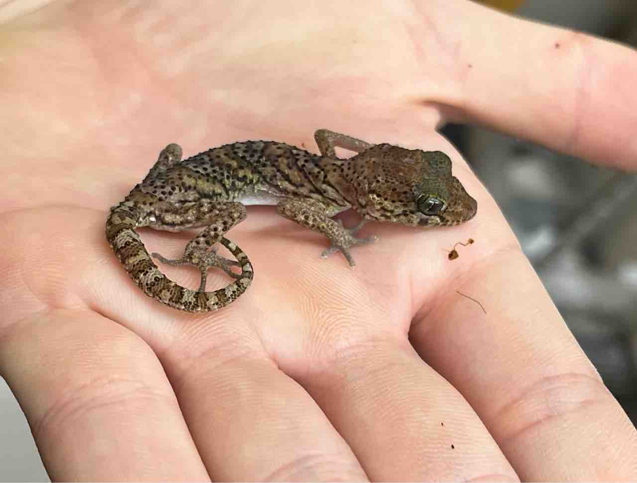 Amazon | 爬虫類給餌トング - 15インチ 爬虫類給餌鉗子 | 滑り