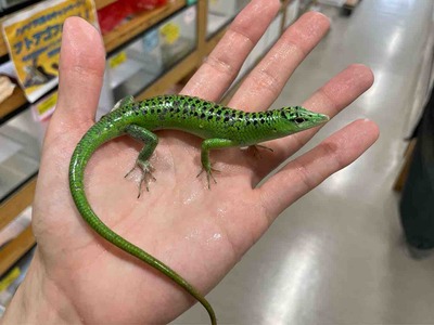 FullSizeRender
