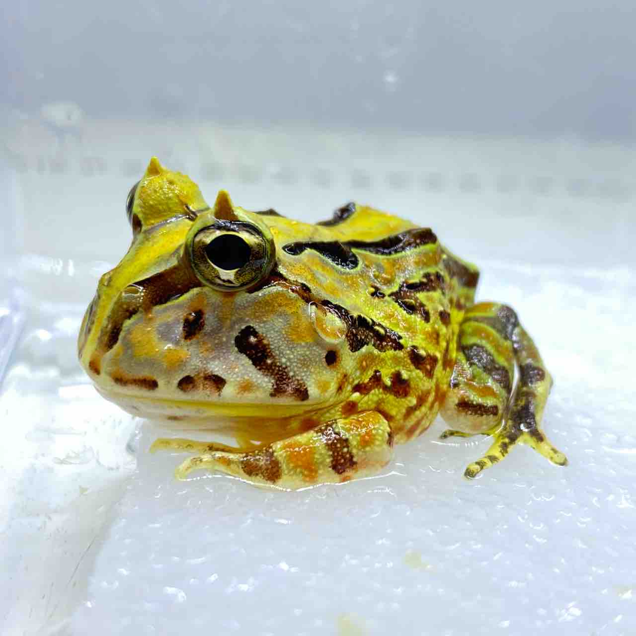 純血！ ① アマゾンツノガエル 生体 CB グリーン 両生類 カエル