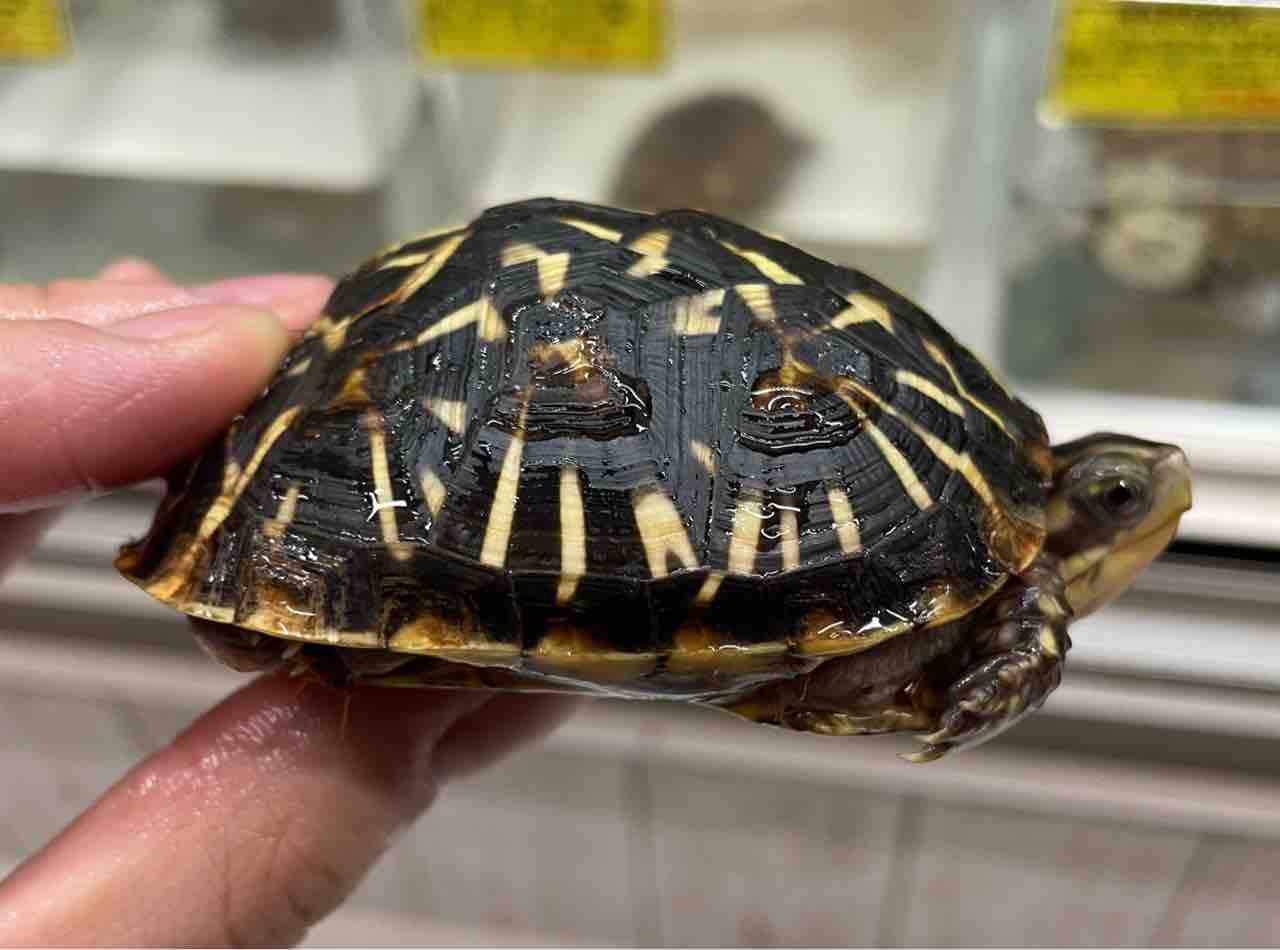 【激レア】フロリダハコガメ骨格標本(甲羅) フルアダルト　剥製　爬虫類 2021EUCBフロリダハコガメ♀アダルト2匹入荷しました！お問い合わせは