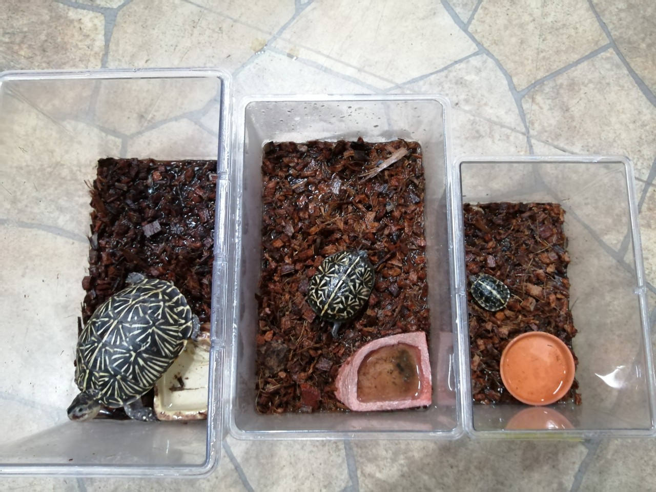 フロリダハコガメなど新着 三連休プチセールやっちゃうよ 爬虫類倶楽部 フロリダハコガメなど新着 三連休プチセールやっちゃうよ 爬虫類倶楽部