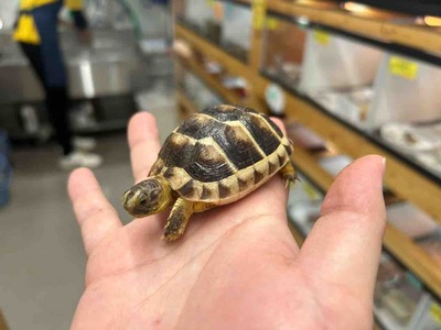 亀背に子１匹 bc3566cb-s.jpg