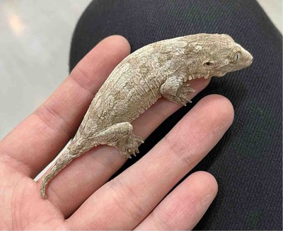 FullSizeRender