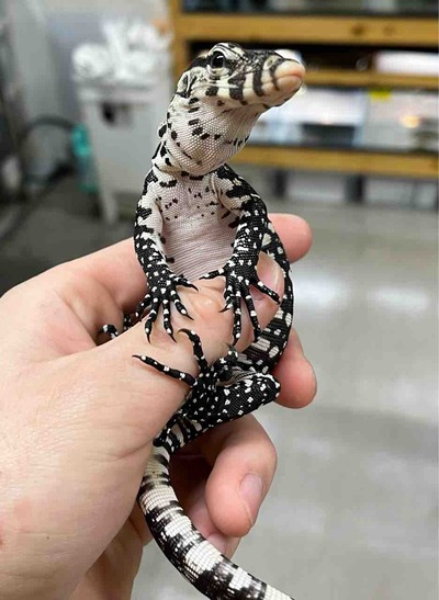 FullSizeRender