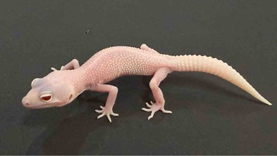 FullSizeRender