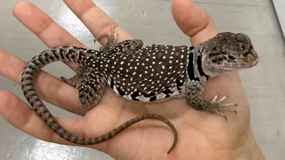 FullSizeRender