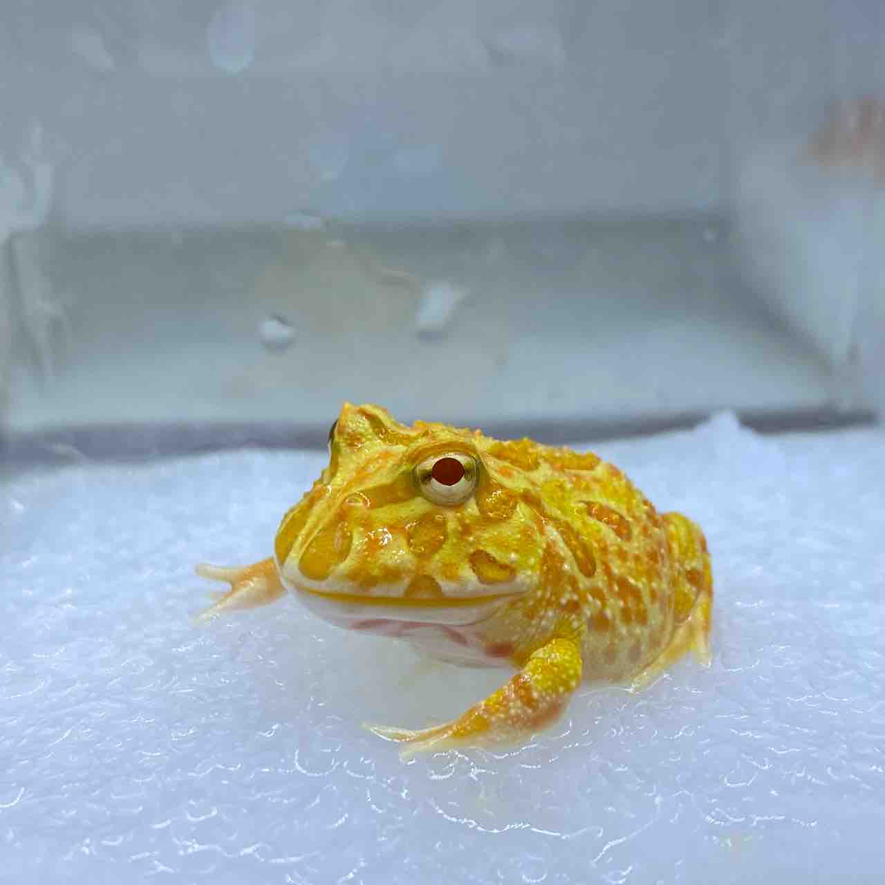 ガマガエルページ fr090012 でかいカエル / Frog Jumbo 1個 Heinimex 【通販