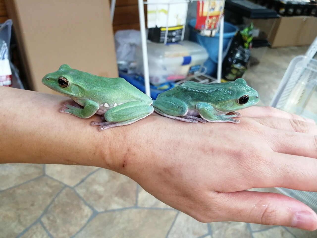 いろいろご紹介 カエル カメレオン ちょっと小動物も 爬虫類倶楽部
