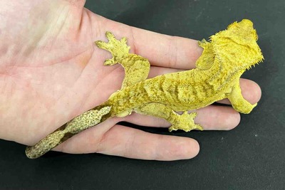 FullSizeRender