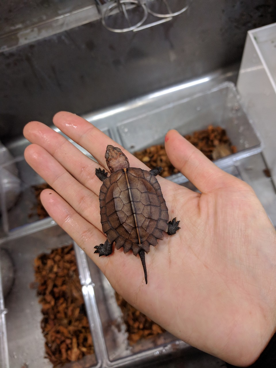 ヒラセガメ Keeled Box Turtle Japaneseclass Jp ヒラセガメ Keeled Box Turtle Japaneseclass Jp