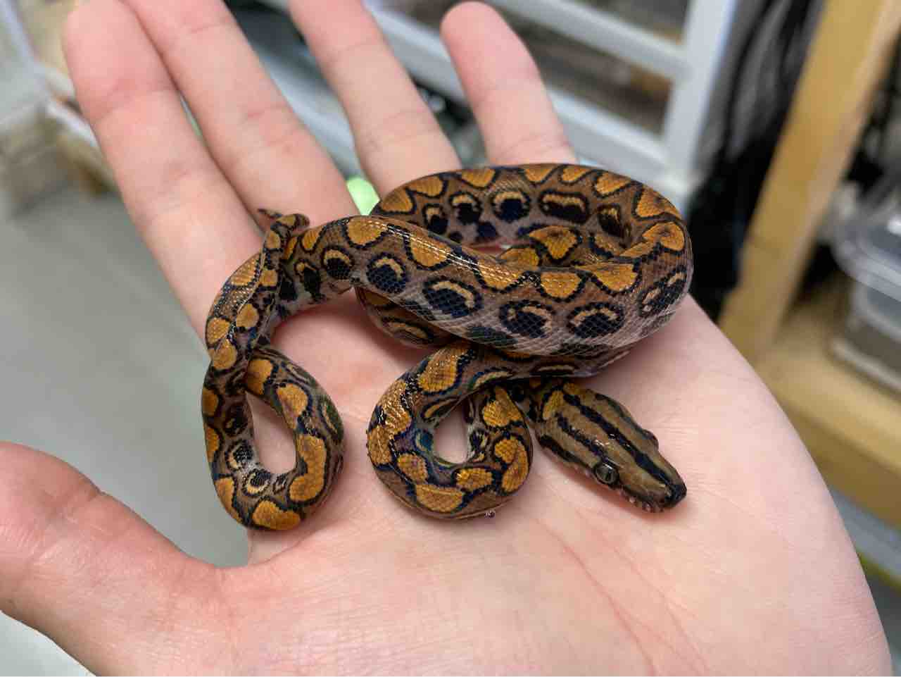 中古】エキゾチック臨床 Vol.18 爬虫類の疾患と治療 カメ トカゲ ヘビ