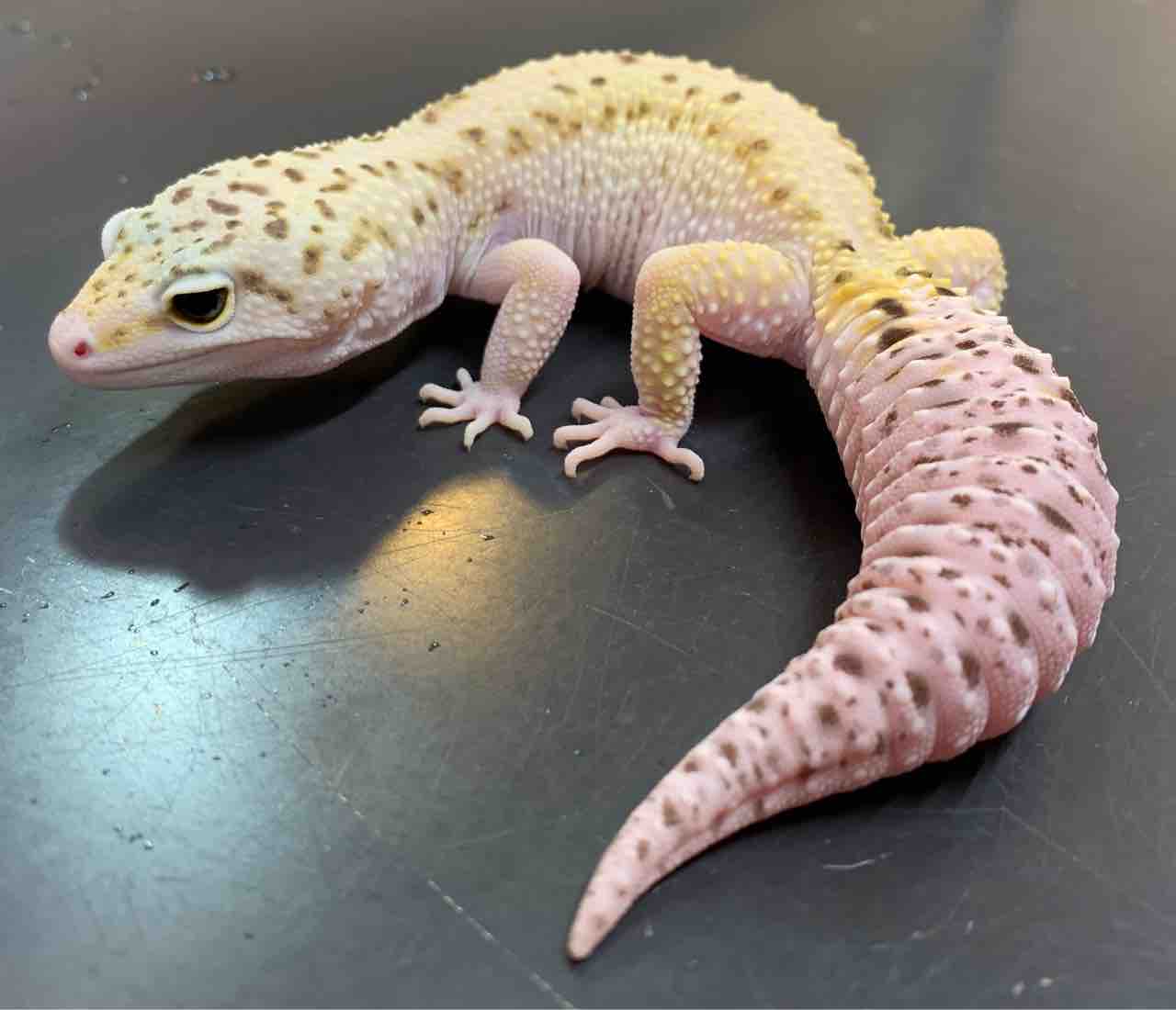 レオパ野郎 ラインの呼称と認知 - サングロー分割用 | とっとこのレオパ覚え書き