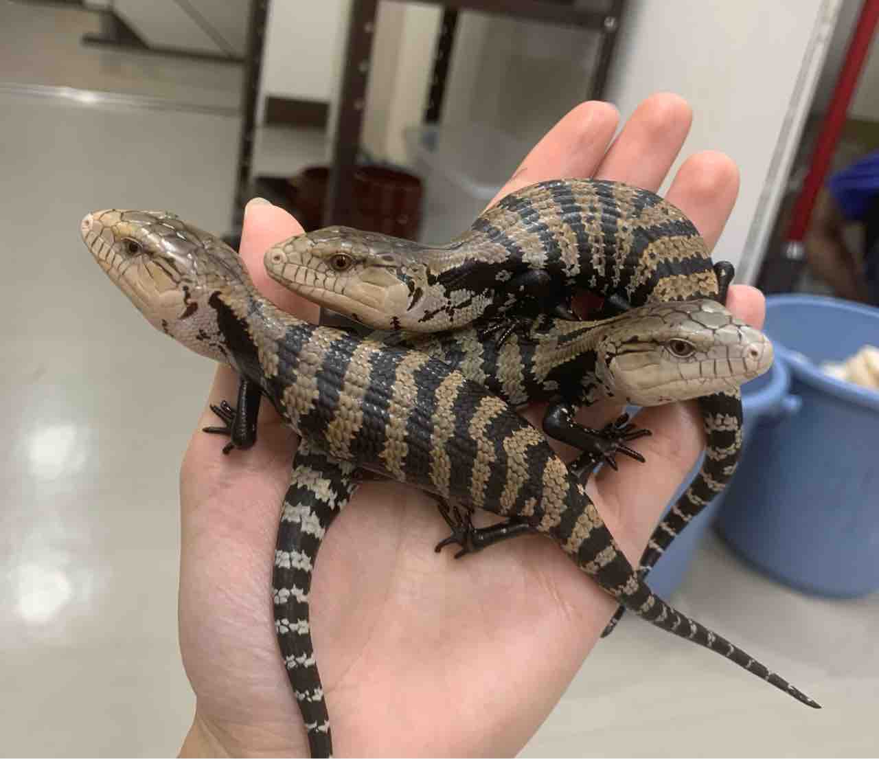 ２f新着 インドネシア便 爬虫類倶楽部