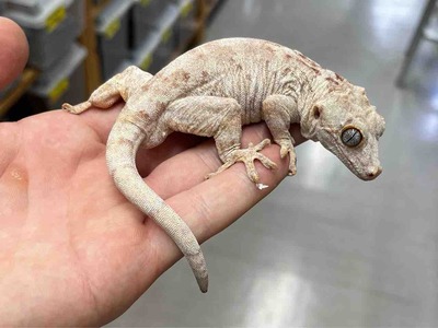 FullSizeRender