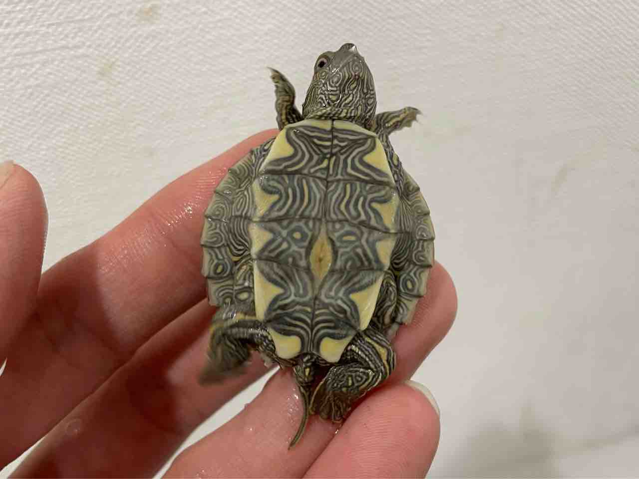 2階新入荷 : 爬虫類倶楽部