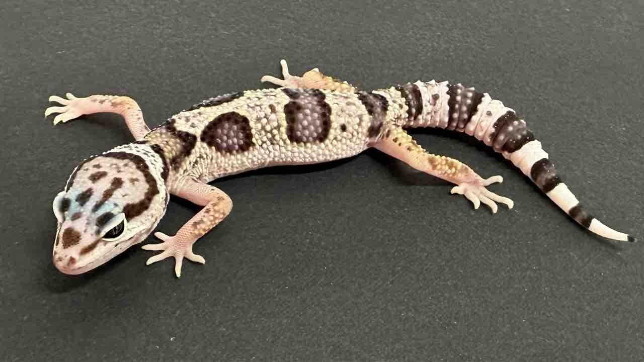 爬虫類ケージ　レオパ　ニシアフ 爬虫類ケージ(レイアウト済み品)(レオパ ニシアフ) - メルカリ