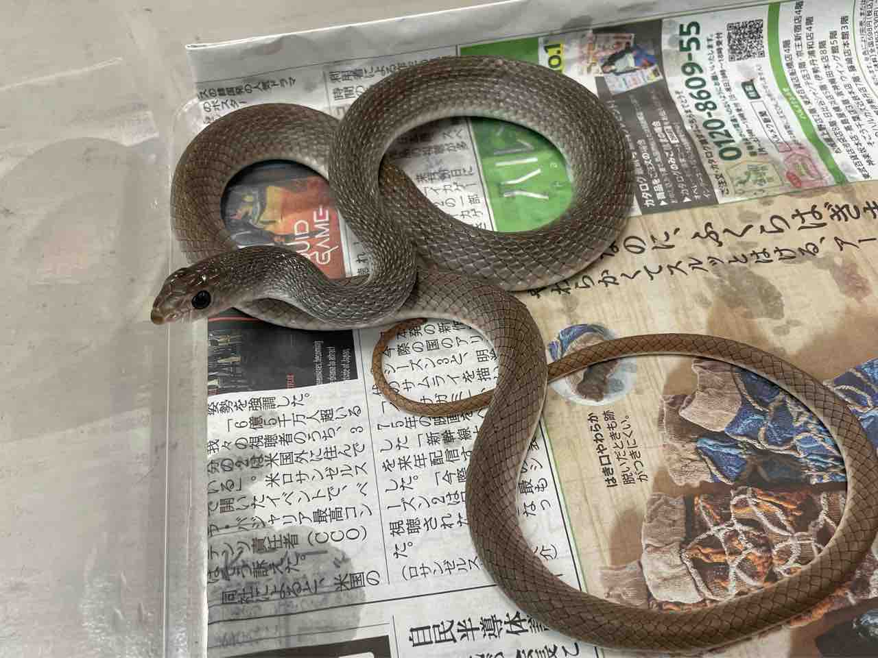 メル蛇 今週の2階新入荷 ヘビ、トカゲ : 爬虫類倶楽部