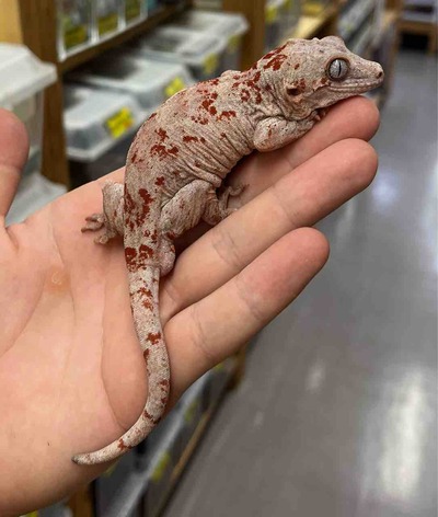FullSizeRender