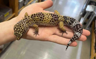 FullSizeRender
