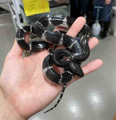 FullSizeRender