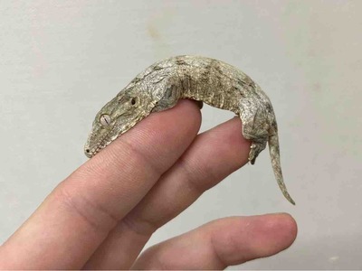 FullSizeRender