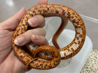 FullSizeRender