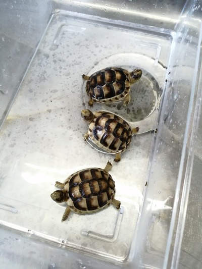 IMG_20200306_124217_1