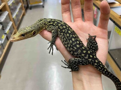FullSizeRender