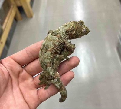 FullSizeRender